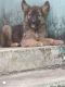 German Shepherd Puppies for sale in Koraput Town, Odisha 764021, India. price: 13000 INR