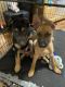 German Shepherd Puppies for sale in Lewisville, TX, USA. price: NA
