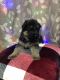 German Shepherd Puppies for sale in Rochester, NY, USA. price: $1,200