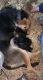 German Shepherd Puppies for sale in Goodlettsville, TN 37072, USA. price: NA
