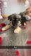 German Shepherd Puppies for sale in St Cloud, MN, USA. price: $300