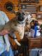 German Shepherd Puppies for sale in Martinsville, VA 24112, USA. price: $800