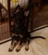 German Shepherd Puppies for sale in Okmulgee, OK 74447, USA. price: $650