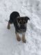 German Shepherd Puppies for sale in Federal Dam, MN 56641, USA. price: NA