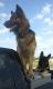 German Shepherd Puppies for sale in Marion, KY 42064, USA. price: NA