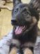 German Shepherd Puppies for sale in FL-91, Clermont, FL, USA. price: NA
