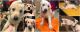 German Shepherd Puppies for sale in Trussville, AL 35173, USA. price: $550
