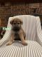 German Shepherd Puppies for sale in Beavercreek, OH, USA. price: $1,000