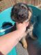 German Shepherd Puppies for sale in FL-91, Clermont, FL, USA. price: NA