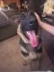 German Shepherd Puppies for sale in Macungie, PA 18062, USA. price: NA
