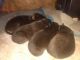 German Shepherd Puppies for sale in 3012 Lafayette Rd, Knoxville, TN 37921, USA. price: NA