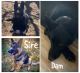 German Shepherd Puppies for sale in Monticello, UT 84535, USA. price: $500