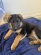 German Shepherd Puppies for sale in Claremore, OK, USA. price: NA
