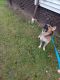 German Shepherd Puppies for sale in Garfield Heights, OH, USA. price: NA