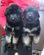 German Shepherd Puppies for sale in Keyser, WV 26726, USA. price: NA