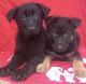 German Shepherd Puppies for sale in San Rafael, CA, USA. price: NA