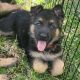 German Shepherd Puppies for sale in Boca Raton, FL, USA. price: NA