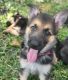 German Shepherd Puppies for sale in Boca Raton, FL, USA. price: NA