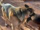 German Shepherd Puppies for sale in Winslow, AZ 86047, USA. price: NA