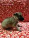 German Shepherd Puppies for sale in Catonsville, MD 21228, USA. price: $1,000