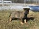German Shepherd Puppies for sale in Bolivar, MO 65613, USA. price: NA