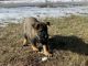 German Shepherd Puppies for sale in Bolivar, MO 65613, USA. price: $500