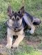 German Shepherd Puppies for sale in Holly Hill, FL 32117, USA. price: $700