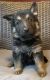 German Shepherd Puppies for sale in Allentown, PA, USA. price: $1,300