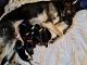 German Shepherd Puppies for sale in Allentown, PA, USA. price: $1,300