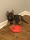 German Shepherd Puppies for sale in Union, NJ, USA. price: NA