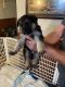 German Shepherd Puppies for sale in Monroeville, PA, USA. price: $950