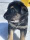 German Shepherd Puppies for sale in Damascus, AR 72039, USA. price: $250