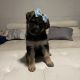 German Shepherd Puppies for sale in Tampa, FL, USA. price: $850