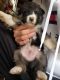 German Shepherd Puppies for sale in Vista, CA 92084, USA. price: NA
