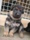 German Shepherd Puppies for sale in Dhauli, Odisha 752104, India. price: 11000 INR