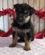 German Shepherd Puppies for sale in Union City, MI, USA. price: $550