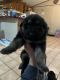 German Shepherd Puppies for sale in McAlester, OK 74501, USA. price: $200