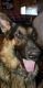 German Shepherd Puppies for sale in Connell, WA 99326, USA. price: NA