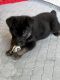 German Shepherd Puppies for sale in Greeley, CO, USA. price: $1,000