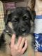 German Shepherd Puppies for sale in Butler, PA, USA. price: $1,000