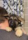 German Shepherd Puppies for sale in Newport News, VA, USA. price: $500