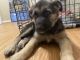 German Shepherd Puppies for sale in Seguin, TX 78155, USA. price: $550