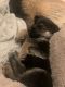 German Shepherd Puppies for sale in Pleasant Hill, CA, USA. price: $600