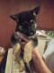 German Shepherd Puppies for sale in Flint, MI 48507, USA. price: $500
