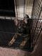 German Shepherd Puppies for sale in Conyers, GA, USA. price: NA