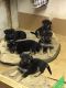 German Shepherd Puppies for sale in Vintondale, PA, USA. price: $1,000