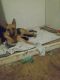 German Shepherd Puppies for sale in Wausau, WI, USA. price: NA