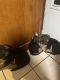 German Shepherd Puppies for sale in Louisville, OH 44641, USA. price: $1,500