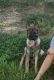 German Shepherd Puppies for sale in Stafford, VA 22554, USA. price: $999