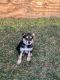 German Shepherd Puppies for sale in Harrisonburg, VA, USA. price: $500